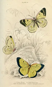 Anatomical Collection: Clouded Yellow Butterflies