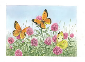 Clouded Collection: Clouded Yellow butterflies on Clover