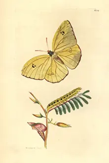 Sulphur Prints: Cloudless sulphur butterfly, Phoebis sennae eubule