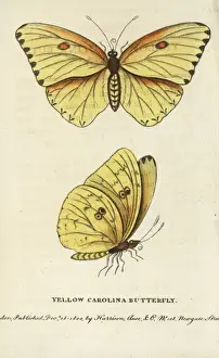 Georgeedwards Prints: Cloudless sulphur, Phoebis sennae