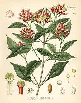 Clove, Caryophyllus aromaticus