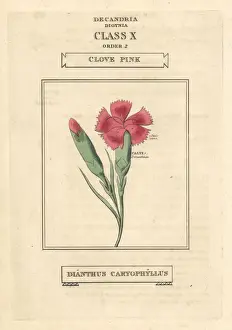 Carnation Prints: Clove pink or carnation, Dianthus caryophyllus
