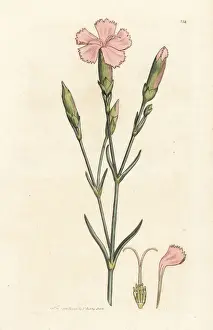 Clove pink or carnation, Dianthus caryophyllus
