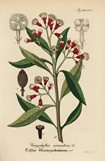Gewachse Prints: Clove spice, Syzygium aromaticum