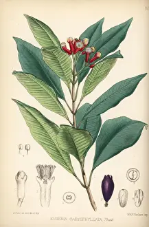 Clove, Syzygium aromaticum