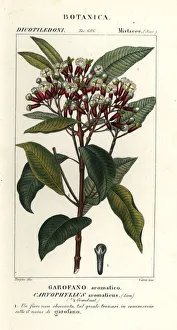 Clove, Syzygium aromaticum