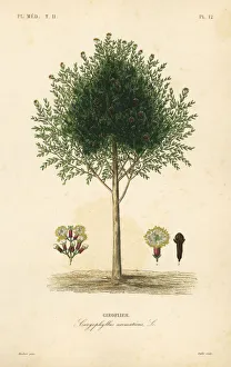 Oudet Gallery: Clove tree, Syzygium aromaticum