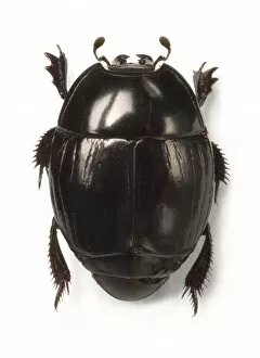Beetles Collection: Clown beetle