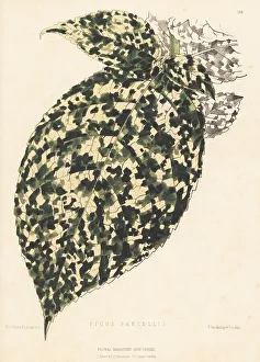 Messrs Prints: Clown fig foliage, Ficus aspera