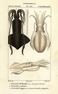 Images Dated 30th March 2020: Clubhook squid, European squid and cuttlefish