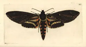 Cluentius sphinx moth, Neococytius cluentius