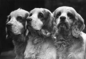 Scion Gallery: Clumber Spaniels