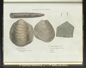 Sowerby Prints: Clunch Clay fossils