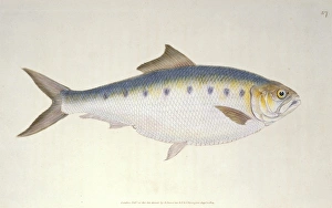 Alosa Collection: Clupea alosa, shad