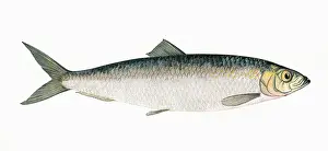 Clupea harengus, or Atlantic Herring