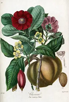 Classification Prints: Clusiaceae - Gamboge