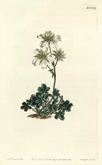 Clusius cinquefoil, Potentilla clusiana
