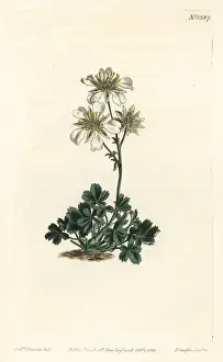 Clusius cinquefoil, Potentilla clusiana