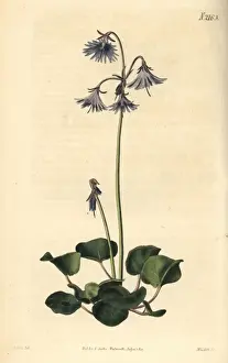 Clusius Prints: Clusius greater soldanella, Soldanella clusii