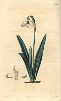 Plants/Galanthus