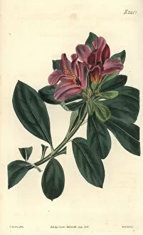 Azalea Gallery: Cluster-flowered Indian azalea with purple