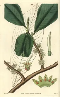 Cluster Prints: Cluster-flowered myrsine, Myrsine capitellata