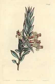 Cluster Prints: Cluster flowered styphelia, Styphelia triflora