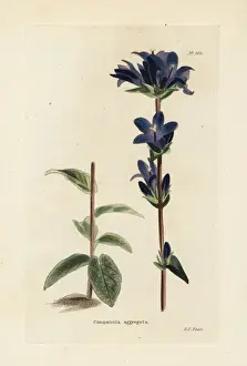 Loddiges Prints: Clustered bellflower, Campanula glomerata