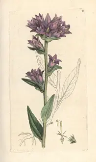Clustered bellflower, Campanula glomerata
