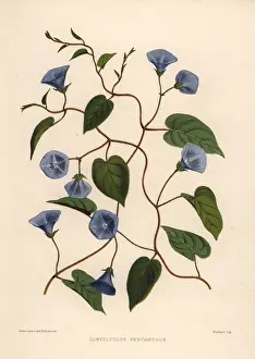 Ayurveda Prints: Clustervine, Jacquemontia pentanthos