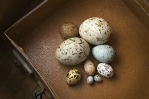Clutch of eggs