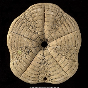 Black Background Collection: Clypeaster altus, a fossil echinoid
