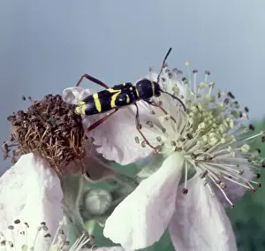 Bramble Prints: Clytus arietis, wasp beetle