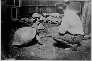 C.M. Harris tending 29 live Galapagos Tortoises, 1898