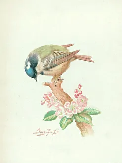 Rankin Prints: Coal Tit (juvenille)?