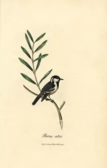 1815 Gallery: Coal tit, Periparus ater
