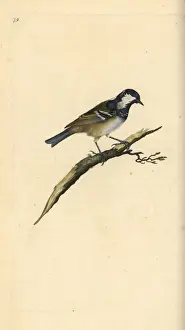 London Prints: Coal tit, Periparus ater