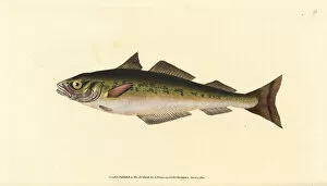 Coalfish or saithe, Pollachius virens
