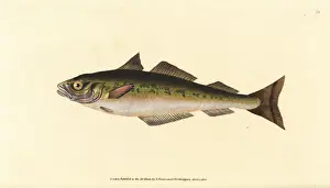 Virens Prints: Coalfish or saithe, Pollachius virens
