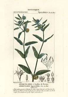 Crustacean Collection: Coarse stinkweed, Opercularia aspera