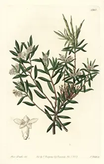 Watts Prints: Coast beard-heath, Leucopogon parviflorus
