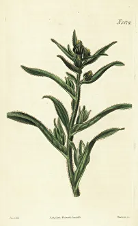 Weddell Prints: Coast tarweed, Madia sativa