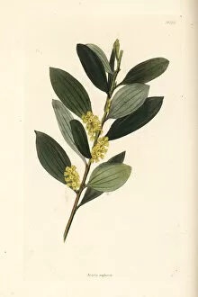 Coast wattle, Acacia sophorae