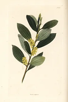 Acacia Gallery: Coast wattle, Acacia sophorae