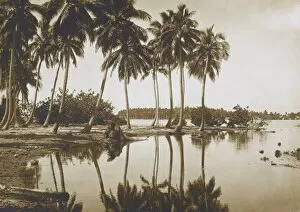 Reflections Gallery: Coastal Scene with Palm Trees, Tahiti