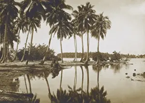 Polynesia Prints: Coastal Scene with Palm Trees, Tahiti