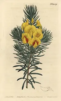 Coastal tea or kustee, Cyclopia genistoides