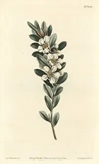Sydenham Prints: Coastal tea tree, Leptospermum laevigatum