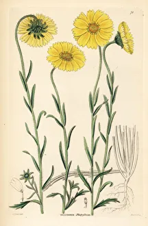 Shrubbery Gallery: Coastal tidytips, Layia platyglossa