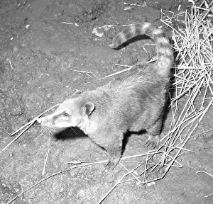 Belize Prints: Coatimundi